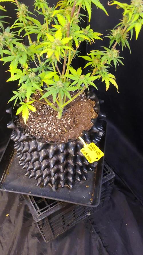 White LSD Auto