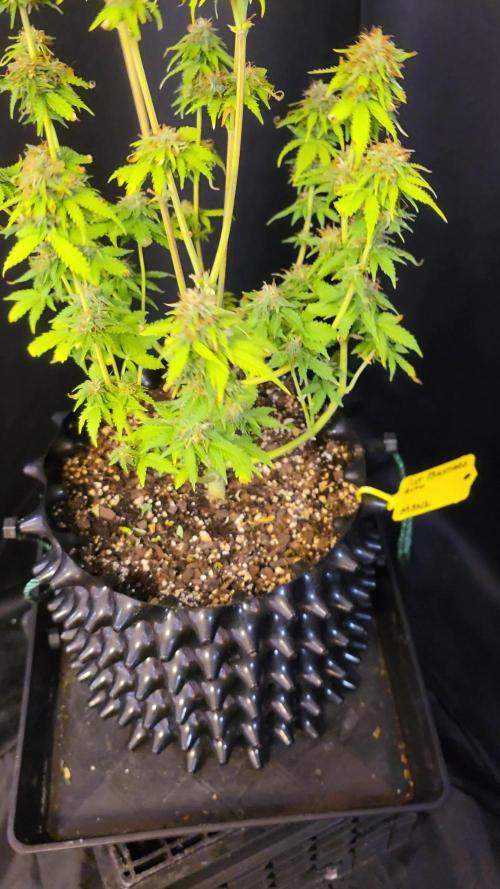 Fat Bastard Auto
