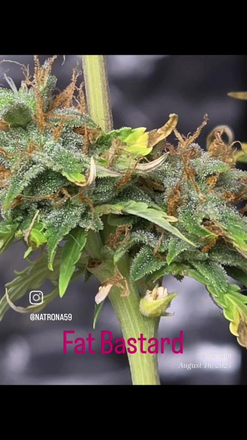 Fat Bastard Auto