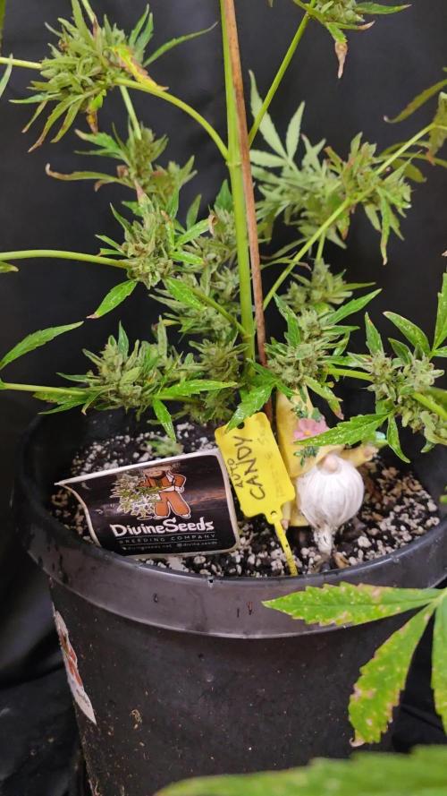 No Calorie Auto Candy 🏆 Outside