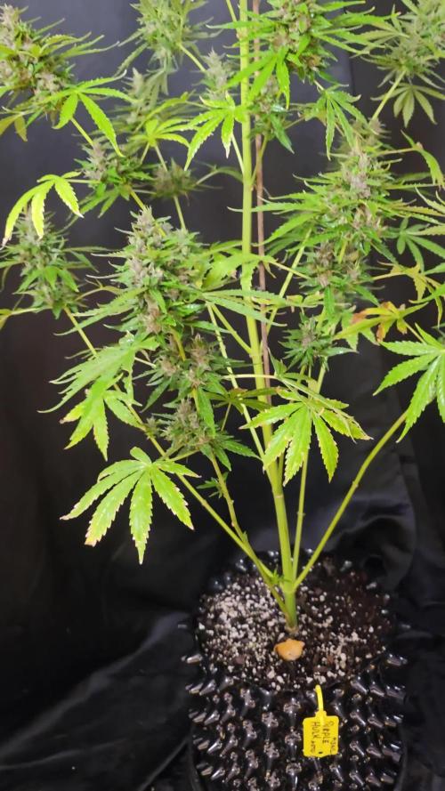 Purple Hulk Auto