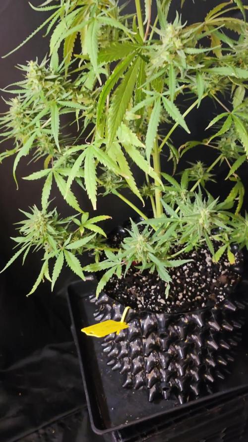 Tropicana Poison XL auto