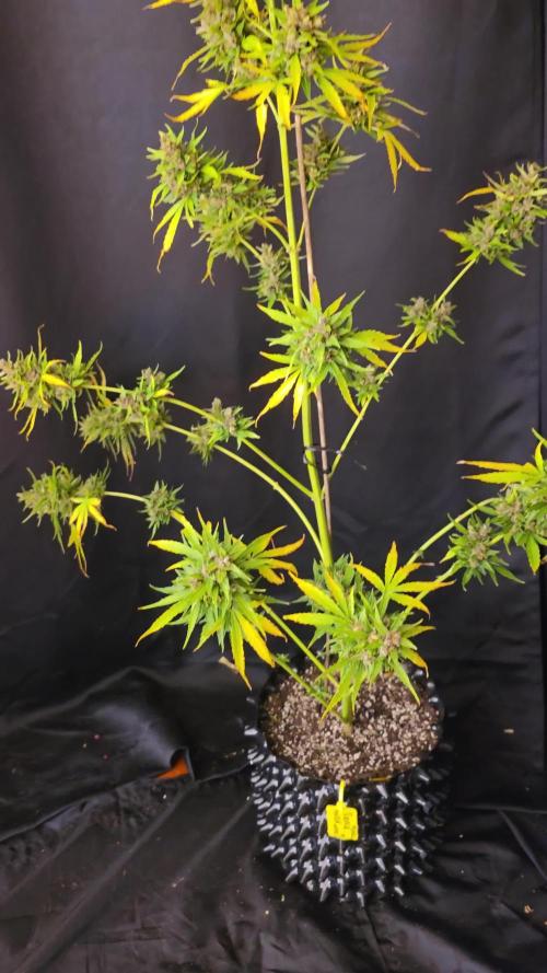 Purple Hulk Auto