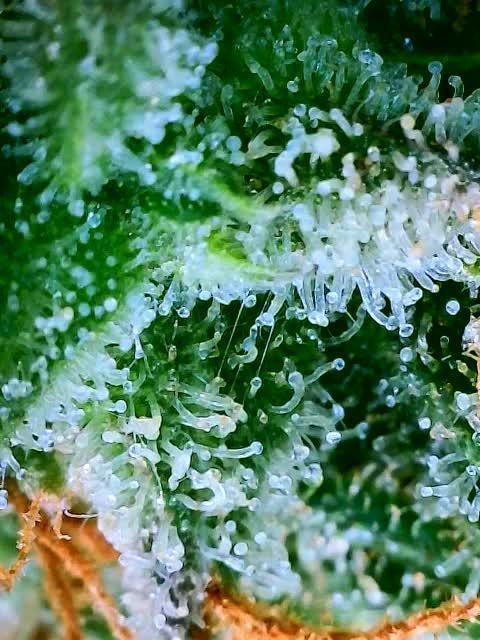 White LSD Auto