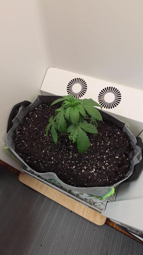 Hey Abby - SeedSupreme