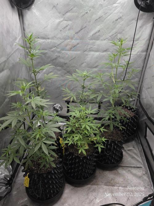 Apricot Auto-Fast Buds. Week 5