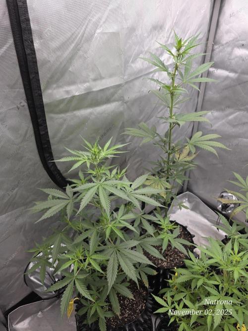 Apricot Auto-Fast Buds. Week 5