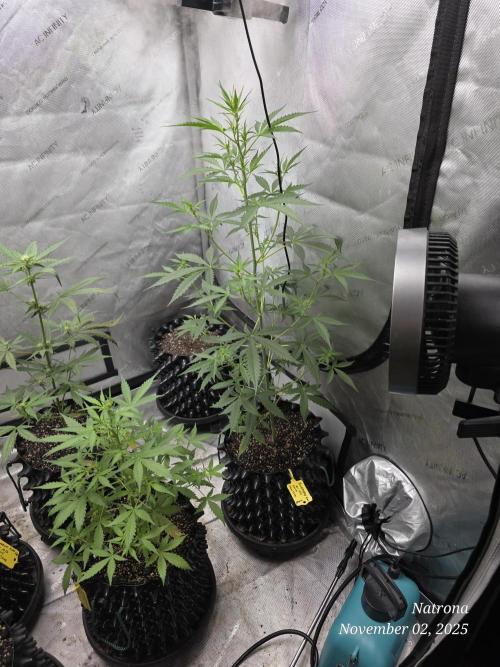 Apricot Auto-Fast Buds. Week 5