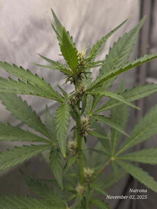 Apricot Auto-Fast Buds. Week 5