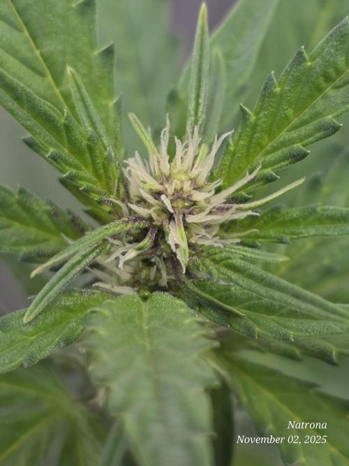 Apricot Auto-Fast Buds. Week 5