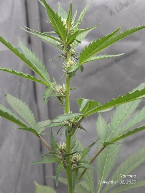 Apricot Auto-Fast Buds. Week 5