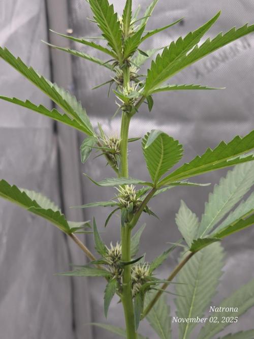 Apricot Auto-Fast Buds. Week 5