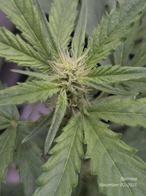 Apricot Auto-Fast Buds. Week 5