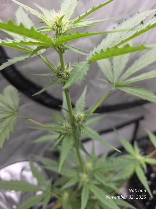 Apricot Auto-Fast Buds. Week 5