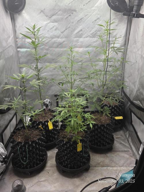 Apricot Auto-Fast Buds. Week 5