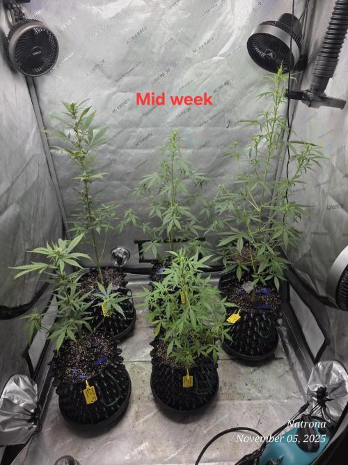 Apricot Auto-Fast Buds. Week 5