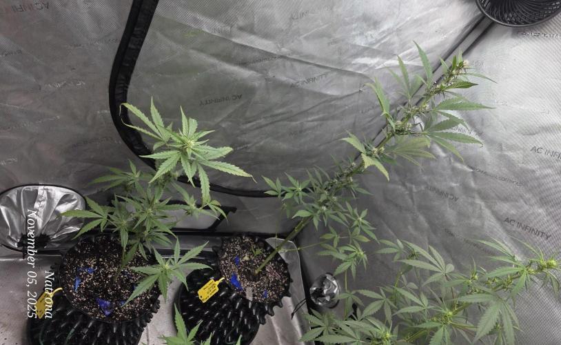 Apricot Auto-Fast Buds. Week 5