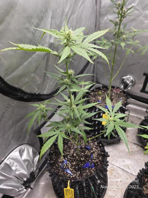 Apricot Auto-Fast Buds. Week 5