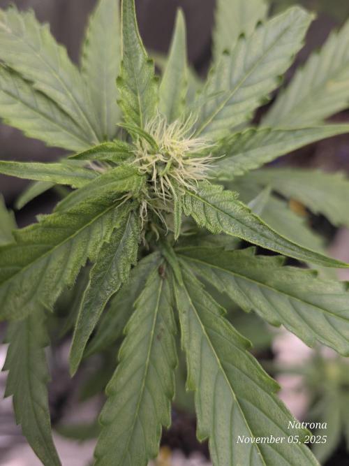 Apricot Auto-Fast Buds. Week 5