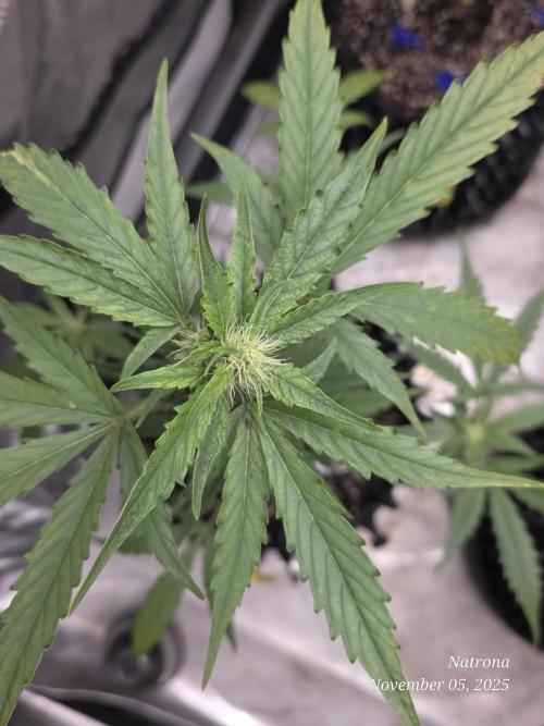 Apricot Auto-Fast Buds. Week 5