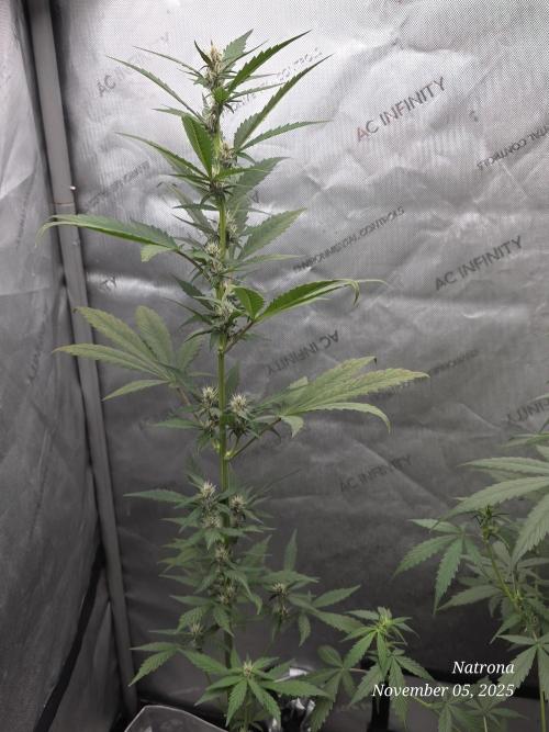 Apricot Auto-Fast Buds. Week 5