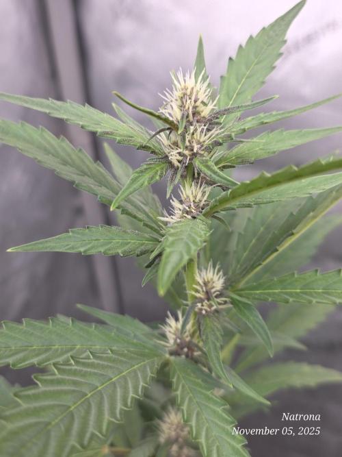 Apricot Auto-Fast Buds. Week 5