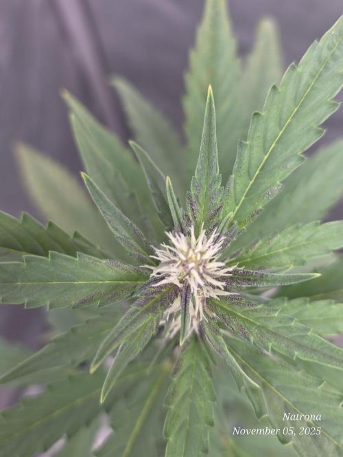 Apricot Auto-Fast Buds. Week 5