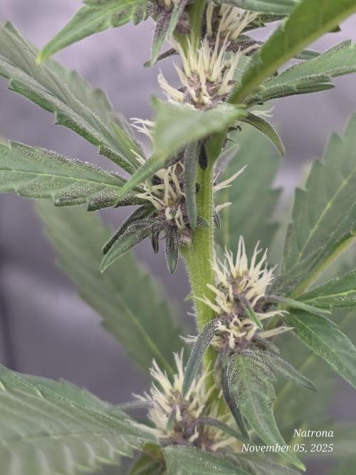 Apricot Auto-Fast Buds. Week 5