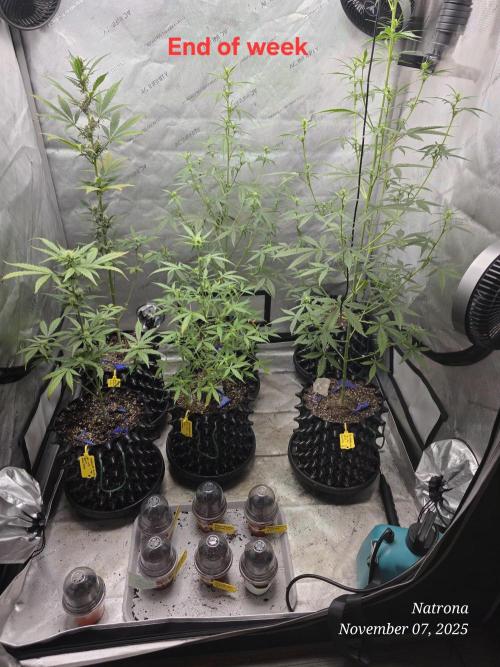 Apricot Auto-Fast Buds. Week 5