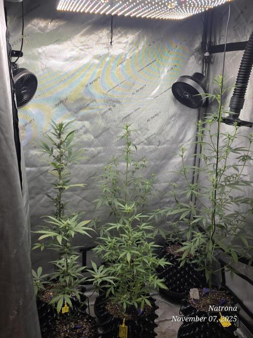 Apricot Auto-Fast Buds. Week 5