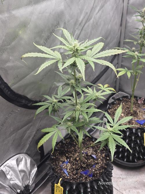 Apricot Auto-Fast Buds. Week 5
