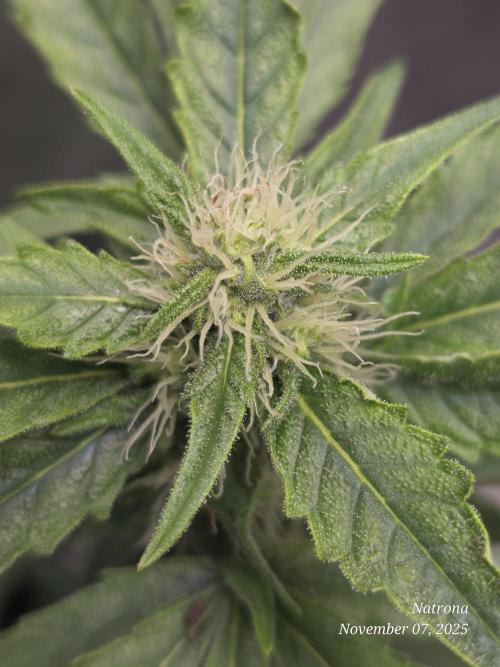 Apricot Auto-Fast Buds. Week 5