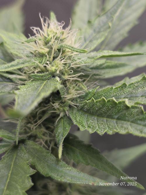 Apricot Auto-Fast Buds. Week 5