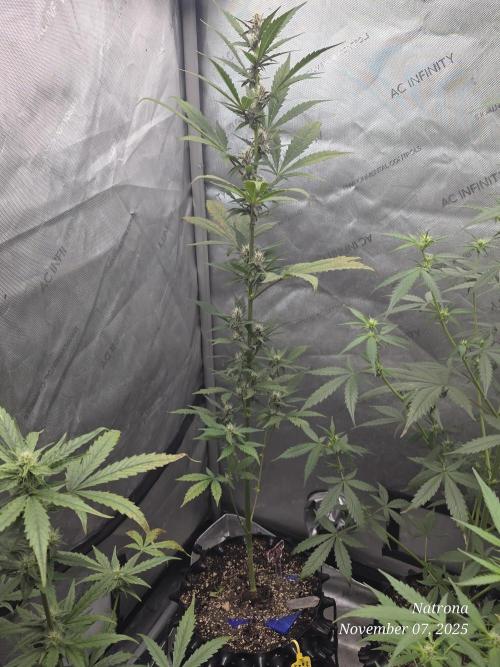 Apricot Auto-Fast Buds. Week 5