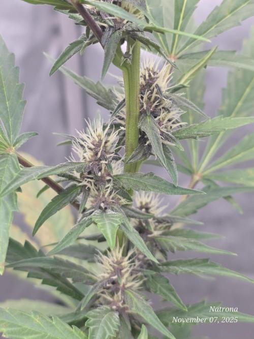 Apricot Auto-Fast Buds. Week 5