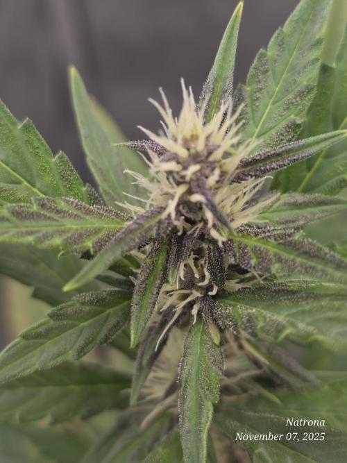 Apricot Auto-Fast Buds. Week 5