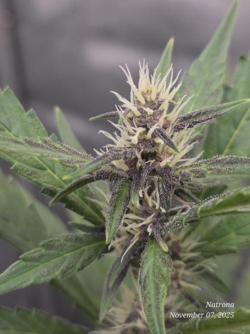 Apricot Auto-Fast Buds. Week 5