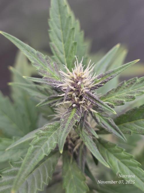 Apricot Auto-Fast Buds. Week 5