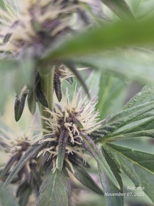 Apricot Auto-Fast Buds. Week 5