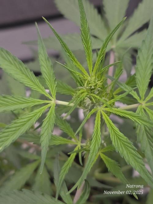 Godfather OG-MSNL. Week 5