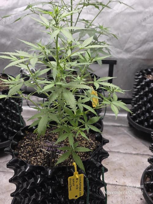 Godfather OG-MSNL. Week 5