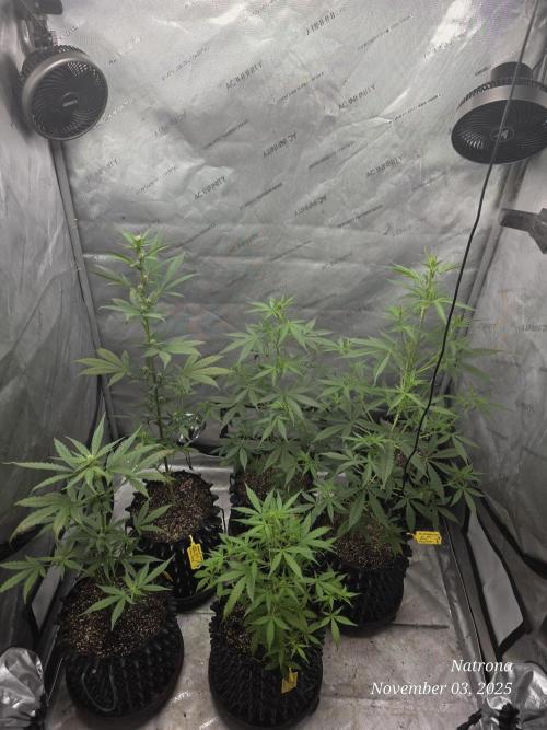Godfather OG-MSNL. Week 5
