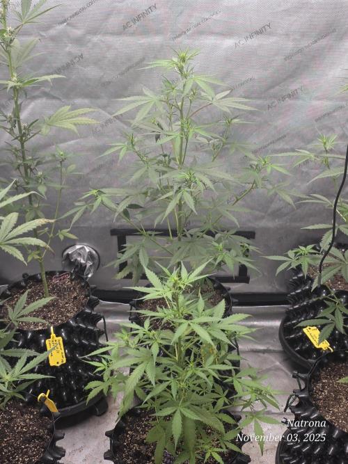 Godfather OG-MSNL. Week 5