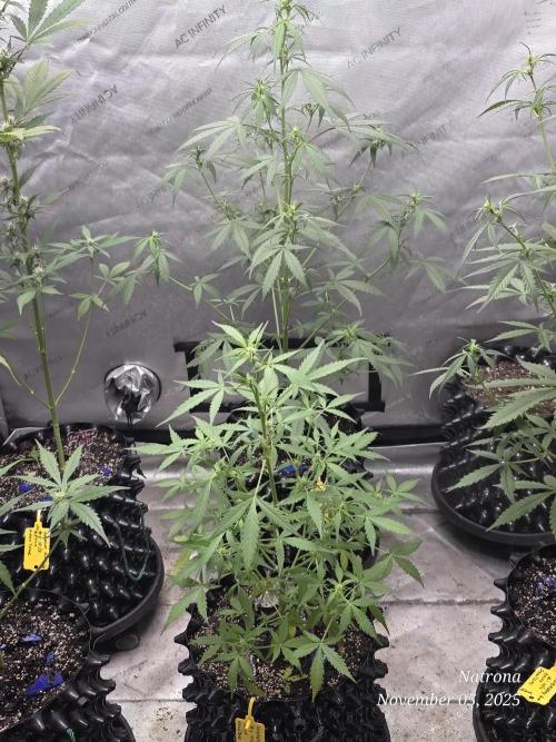 Godfather OG-MSNL. Week 5