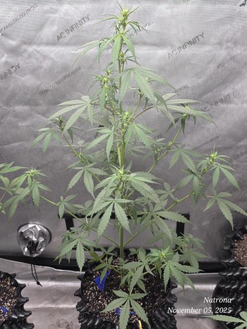 Godfather OG-MSNL. Week 5