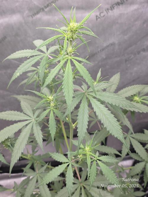 Godfather OG-MSNL. Week 5