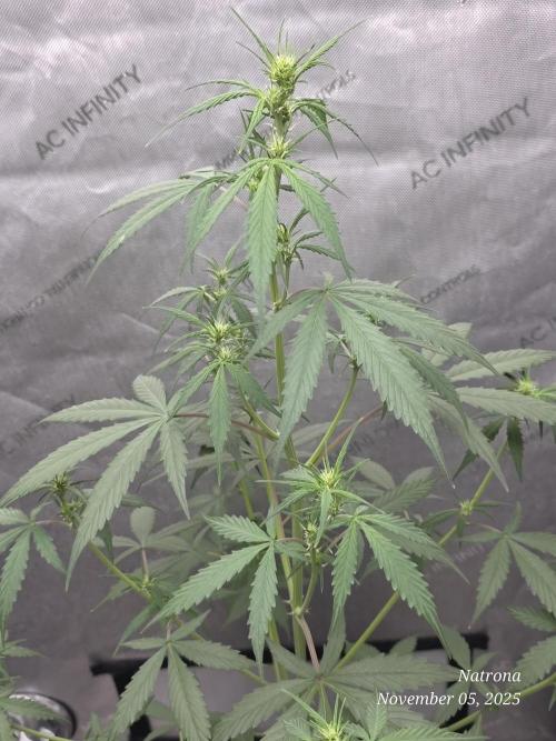 Godfather OG-MSNL. Week 5