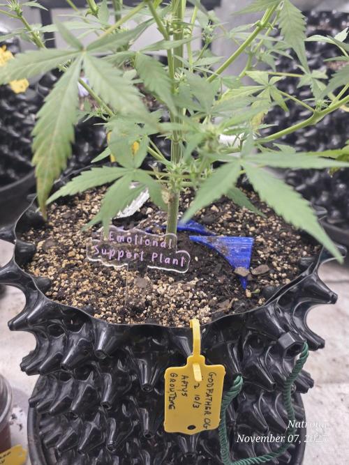 Godfather OG-MSNL. Week 5