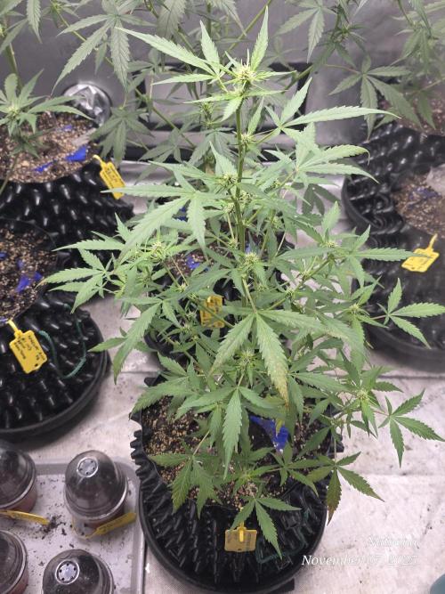 Godfather OG-MSNL. Week 5