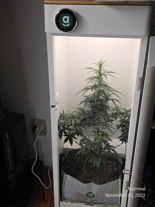 Hey Abby - SeedSupreme. Week 7
